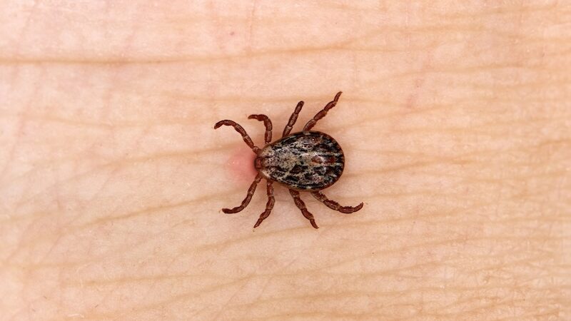 Fästingar och vaccination