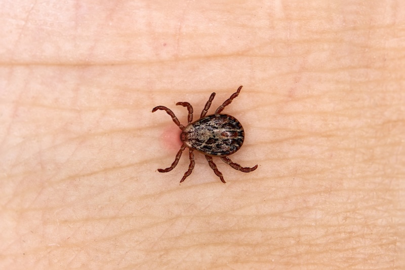Fästingar och vaccination