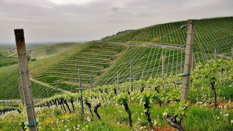 Vinresa i Frankrike