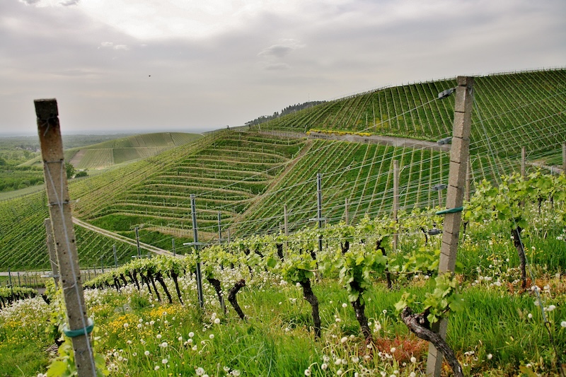Vinresa i Frankrike
